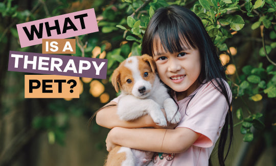 What is a Therapy Pet?